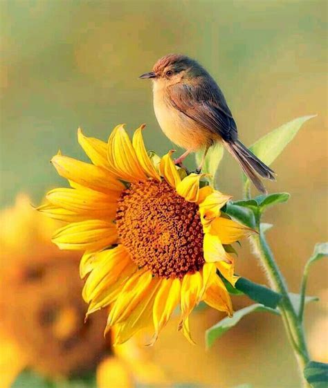 Pin By January Shaffer On Inspiration Sunflower Pictures Nature
