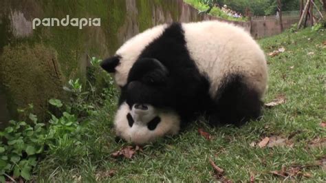 Panda Cubs Roll On The Grass Youtube