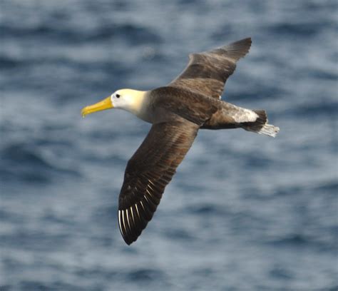 The Critically Endangered Waved Albatross Of Galapagos Discovering