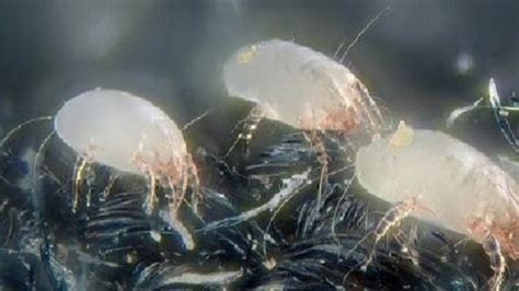 🥇 What Do Dust Mites Look Like And Do They Bite