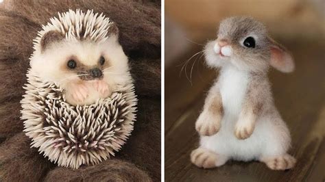 Cutest Animals In The World