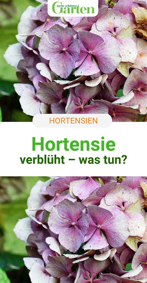 Der zeitpunkt des hortensienschnitts ist schnell geklärt: Hortensie verblüht: Was tun? in 2020 | Hortensien garten ...