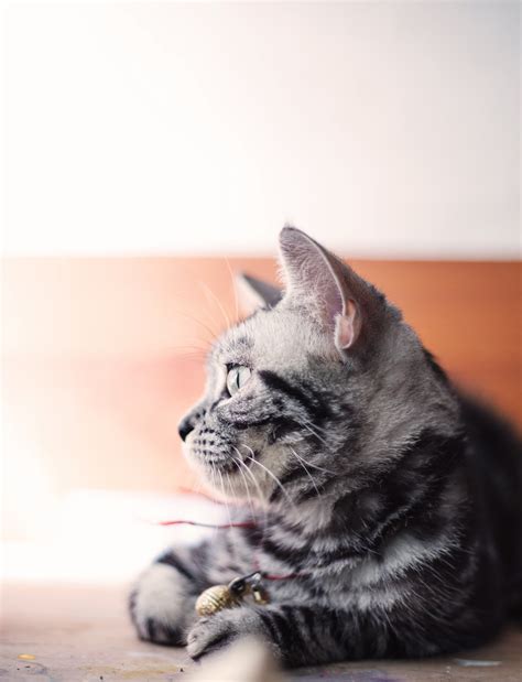 無料画像 子猫 ネコ 哺乳類 黒 鼻 ウィスカー 脊椎動物 中型から中型の猫 哺乳動物のような猫 3134x4096