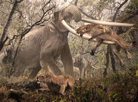 in the late miocene a bull anancus protects the herd from a couple of machairodus by velizar