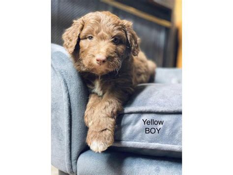Four Males Chocolate Aussiedoodles Laurinburg Puppies For Sale Near Me