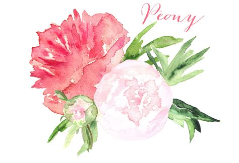 Peony Watercolor Clip Art Pink Flowers Invitation Watercolor Clipart