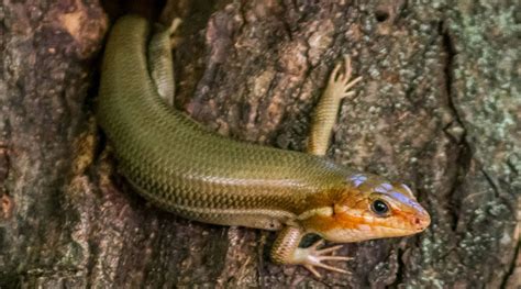 Meet Georgias Lizards A Guide To 7 Common Species