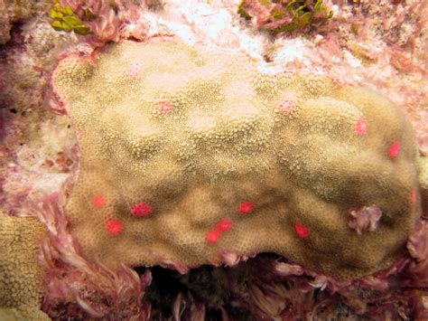 Noaa Coral Reef Ecosystem Division Mission Blog Corals The Most