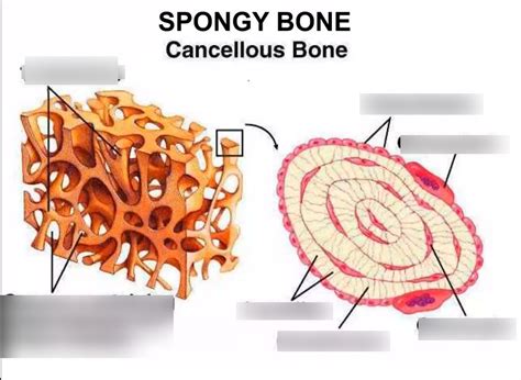 Spongy Bone Diagram Quizlet
