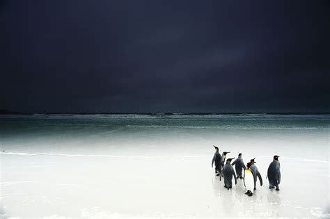 Les Plus Spectaculaires Photographies De La Faune Sauvage Diazmag