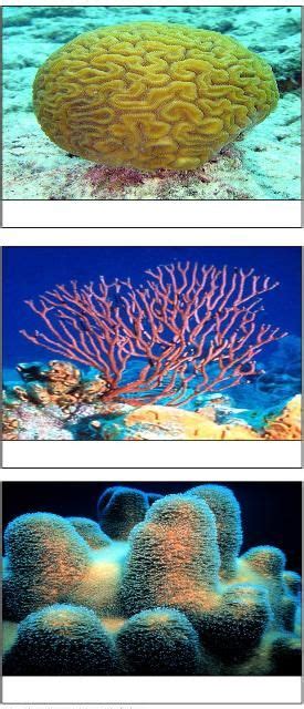 Pin On Coral Reefs Shells Starfish Seaweeds Etc