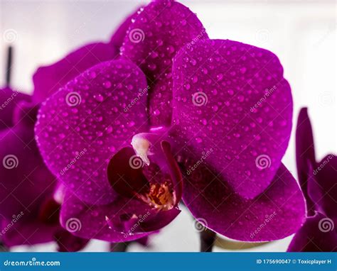 Closeup Of Magenta Orchid Petals With Water Droplets Stock Image