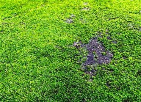 Moss Lawn Instead Of Grass