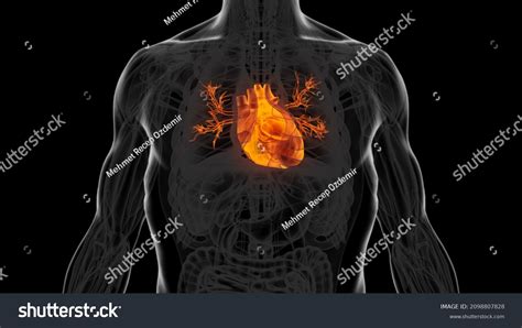 Human Heart Diagram 3d Illustration Stock Illustration 2098807828