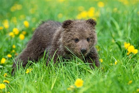 Brown Bear Cub Playing On The Summer Field Stock Image Image Of Baby