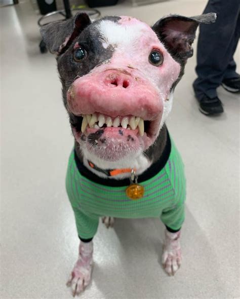 Dog With Badly Disfigured Face Finds Happiness After Being Rescued