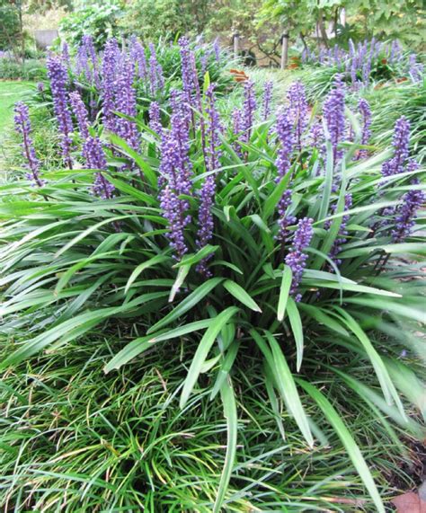 Big Blue Lilyturf Liriope Muscari Growing And Care Guide For Gardeners