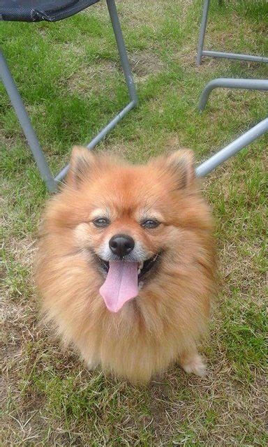 Tess 5 Year Old Female Pomeranian Available For Adoption