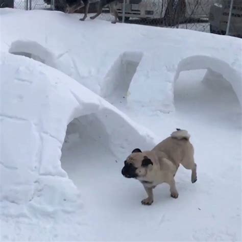Snow Tunnel For Dogs This Dog Owner Built A Winter Playground For His