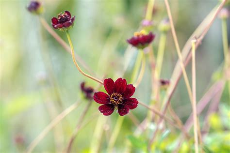 How To Grow And Care For Chocolate Cosmos
