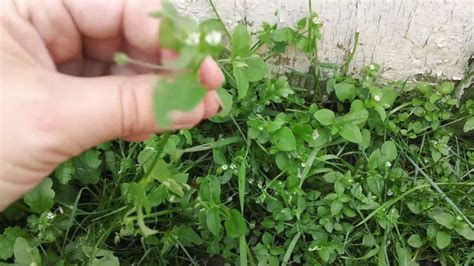 Chickweed Is Edible For Rabbits🤔 Youtube