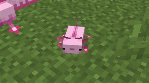How To Get Axolotls In Minecraft 117 Version