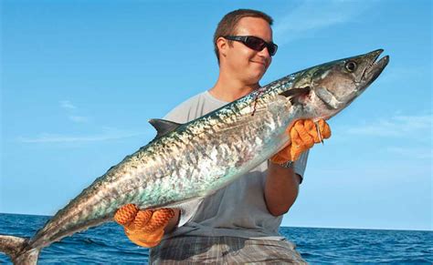 King Mackerel