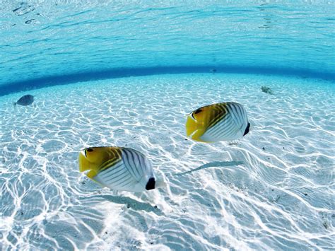 Tropical Fish Bing Images Underwater Wallpaper Fish Wallpaper