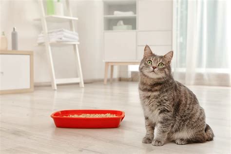 Cat Pooping Outside The Litter Box 8 Tips To Stop It Great Pet Care
