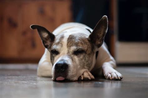 Lethargic Dog 19 Possible Causes And When To Go To The Vet Dr