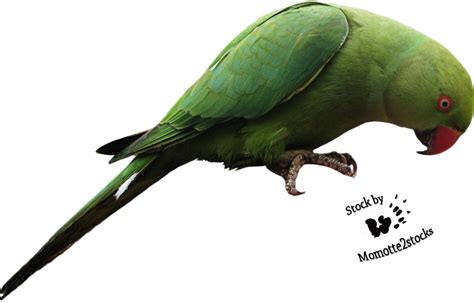 Parrot Transparent Png All Png All