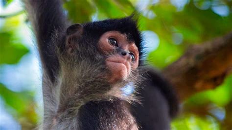 Atlas Obscura Dio A Conocer A Los Monos Araña Que Habitan En El Parque