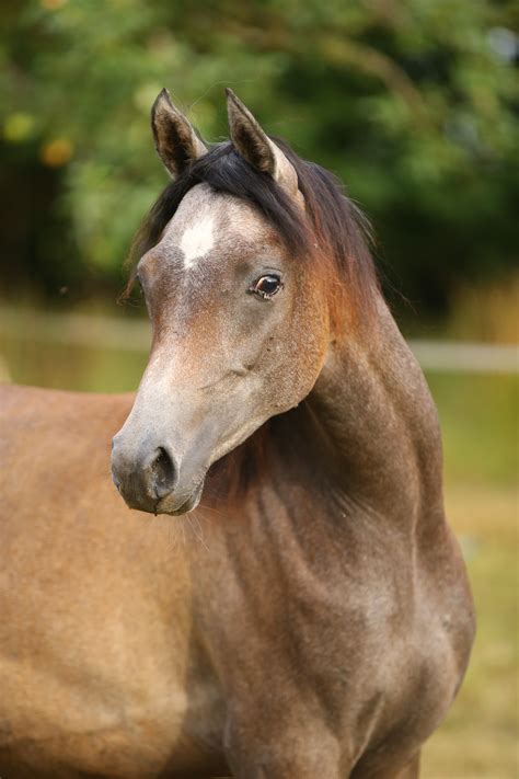 AlAssil Arabians - Straight Egyptian Arabian Horses