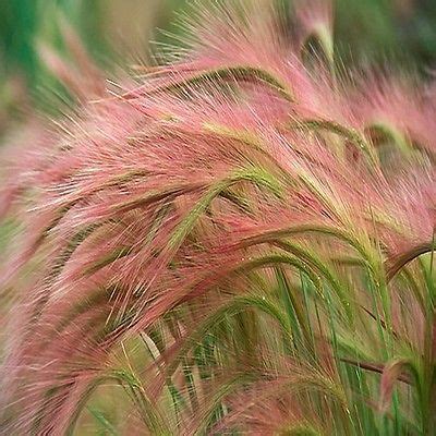 Ornamental Foxtail Barley Hordeum Jubatum AKA Squirreltail Grass Seeds Ornamental