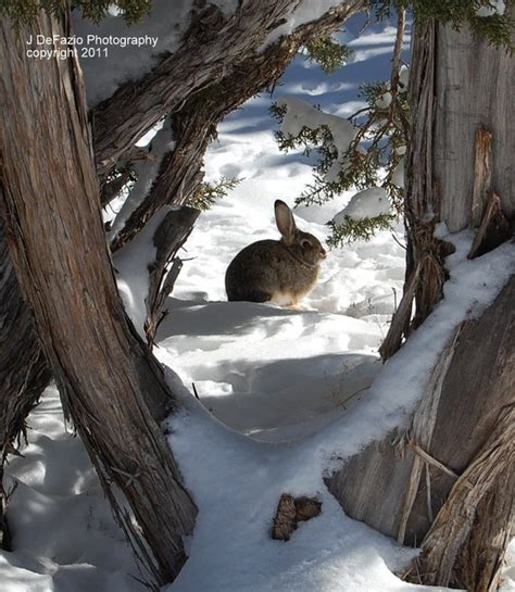 Items Similar To Rabbit In The Snow Winter Scene 8x10 Fine Art