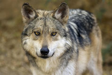 Mexican Wolf Arizona Photograph By Phil Degginger