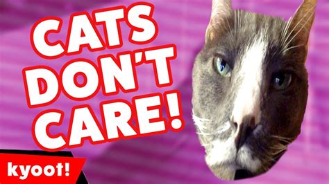 Funniest Cats Dont Care Compilation Of 2016 Kyoot Animals Youtube