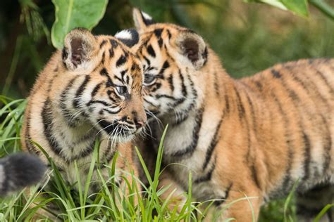 Critically Endangered Sumatran Tiger Gives Birth To Twin Cubs In