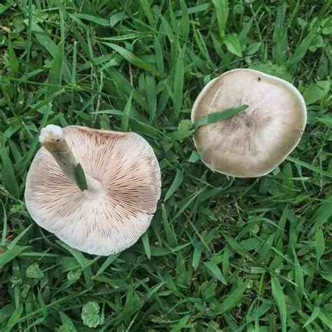 Hunting And Cooking The Fawn Mushroom Pluteus Cervinus