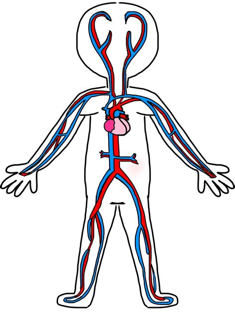 Human Body Systems Flashcards Memorang
