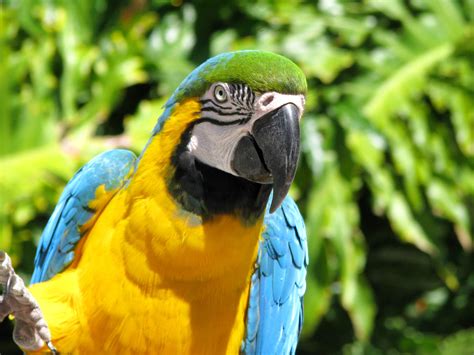 Blue Throated Macaw The Life Of Animals