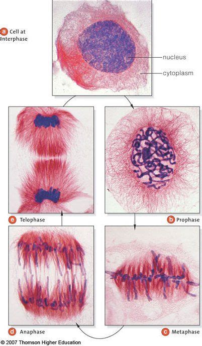 Pin De Andra Cali En The Life Under Microscope Biología Celular