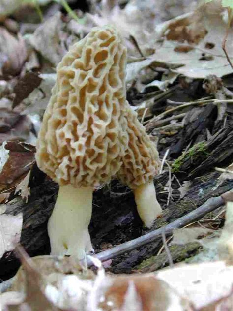 Edible Mushroom Types Photos