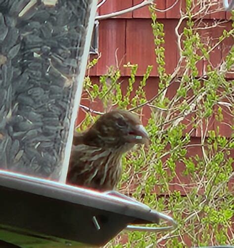 Female House Finch With Possible Avian Conjunctivitis Feederwatch