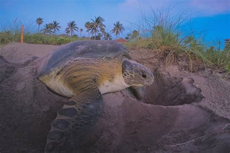 Sea Turtle Walks 2021 One Of Floridas Natural Thrills