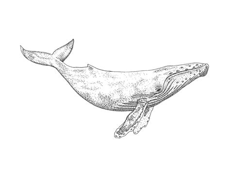 Are you looking for the best images of humpback whale sketch? Humpback Whale Tattoo on Behance