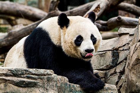 Giant Panda Images Free Vectors Pngs Mockups And Backgrounds Rawpixel