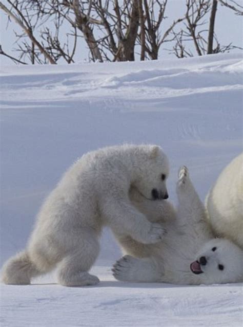Fight Of The Smallest Ones Osos Polares Oso Polar Animales Y Mascotas