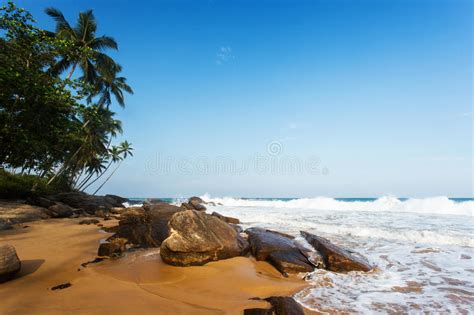 Sunset On Sandy Beach With Palm Trees Stock Photo Image