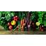 Organic Food Suppliers Dubai  Distributors In